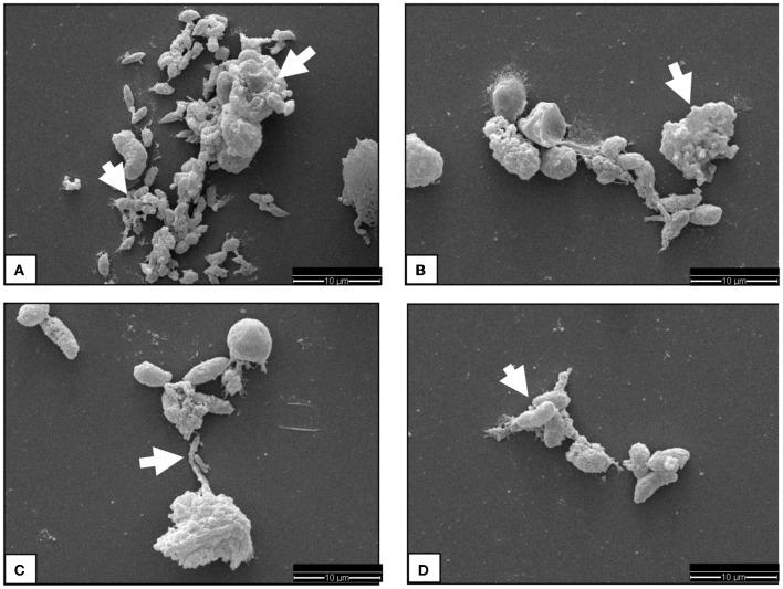 https://cdn.ncbi.nlm.nih.gov/pmc/blobs/7b9b/10315531/782203df7545/fvets-10-1176144-g0001.jpg