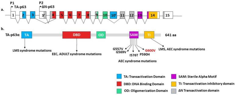 https://cdn.ncbi.nlm.nih.gov/pmc/blobs/7ba2/10298433/ee00125e7a5f/genes-14-01246-g003.jpg