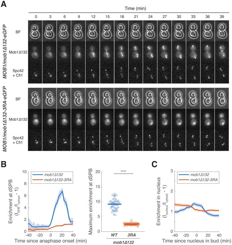 https://cdn.ncbi.nlm.nih.gov/pmc/blobs/7ba2/7822594/52ea53a8da45/elife-63645-fig5-figsupp5.jpg