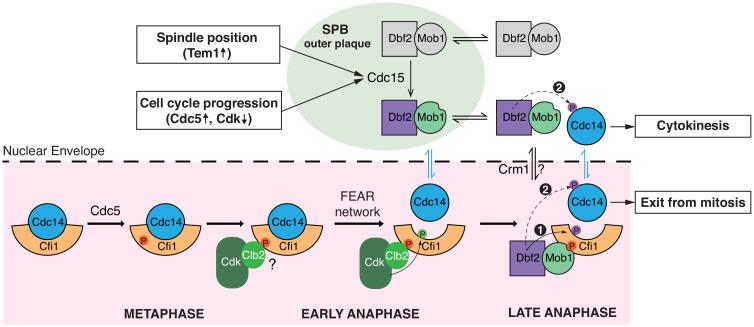 https://cdn.ncbi.nlm.nih.gov/pmc/blobs/7ba2/7822594/627352329b4e/elife-63645-fig7.jpg