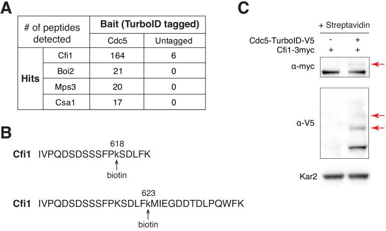 https://cdn.ncbi.nlm.nih.gov/pmc/blobs/7ba2/7822594/abffac0f8eb8/elife-63645-fig5-figsupp4.jpg