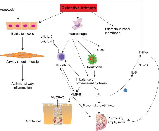 https://cdn.ncbi.nlm.nih.gov/pmc/blobs/7ba3/5402882/0cba7ded86ee/copd-12-1153Fig3.jpg