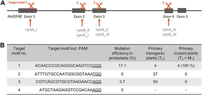 https://cdn.ncbi.nlm.nih.gov/pmc/blobs/7ba3/8667817/35d416c45186/fgeed-03-784233-g001.jpg