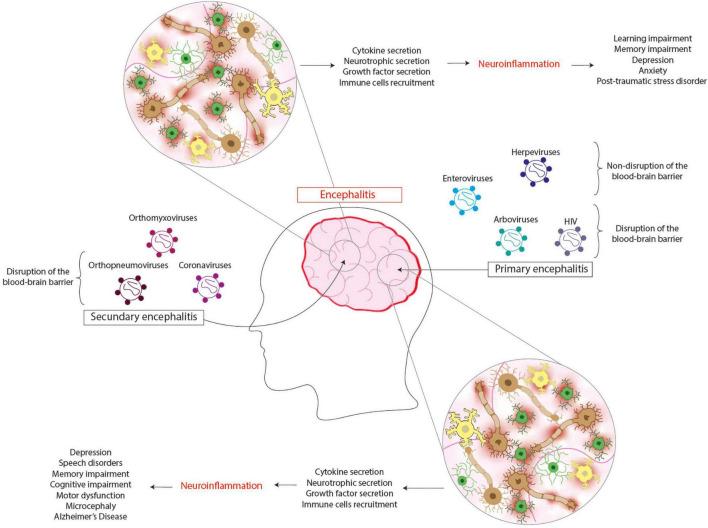 https://cdn.ncbi.nlm.nih.gov/pmc/blobs/7ba5/8668867/1f63c01c4b11/fncel-15-755875-g002.jpg