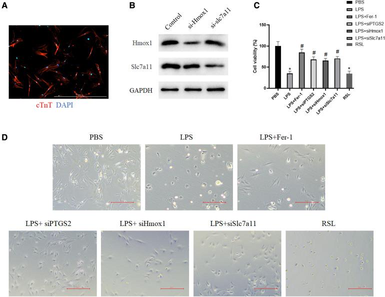 https://cdn.ncbi.nlm.nih.gov/pmc/blobs/7ba7/10326630/d8a5d840c195/fcvm-10-1185924-g007.jpg