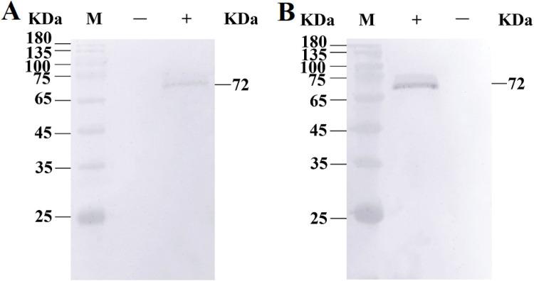 https://cdn.ncbi.nlm.nih.gov/pmc/blobs/7baa/11803836/99a6b97eba72/gr4.jpg