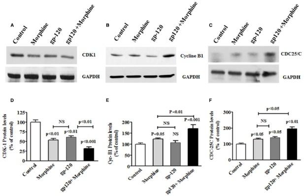 https://cdn.ncbi.nlm.nih.gov/pmc/blobs/7baf/4477635/1e849d7d3b05/fmicb-06-00614-g0004.jpg