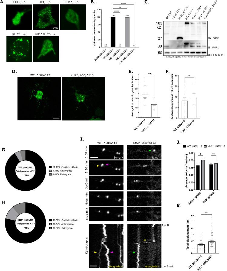 https://cdn.ncbi.nlm.nih.gov/pmc/blobs/7baf/8903291/112b29846d3c/pgen.1010084.g005.jpg