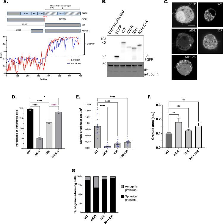 https://cdn.ncbi.nlm.nih.gov/pmc/blobs/7baf/8903291/329dda7f9b10/pgen.1010084.g001.jpg