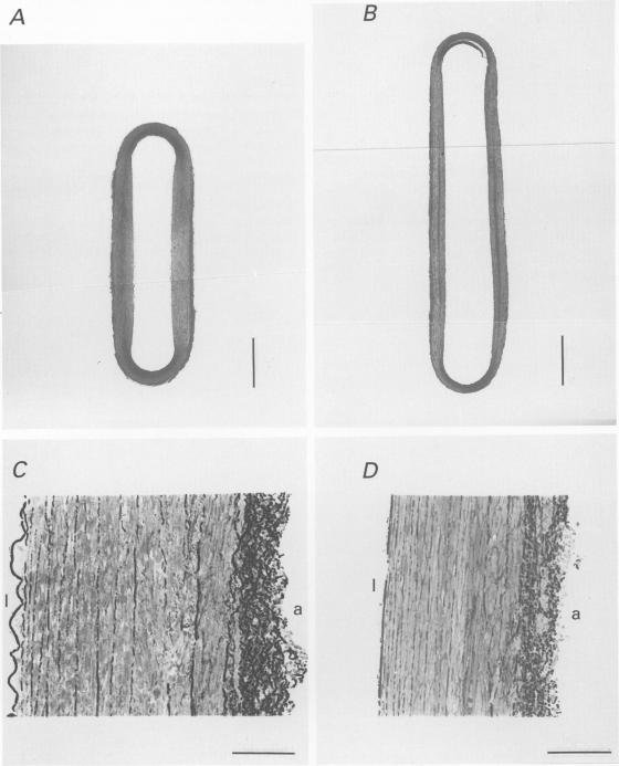https://cdn.ncbi.nlm.nih.gov/pmc/blobs/7bb0/1156738/f20fdb7a806c/jphysiol00310-0186-a.jpg