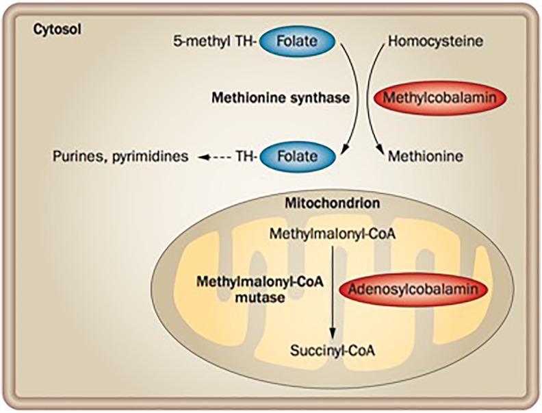 https://cdn.ncbi.nlm.nih.gov/pmc/blobs/7bb0/6542160/e9e4f5c393c5/10.1177_2192568218758633-fig1.jpg