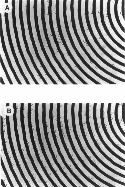 https://cdn.ncbi.nlm.nih.gov/pmc/blobs/7bb1/1184382/5f1d5b2cacfb/biophysj00037-0407-a.jpg