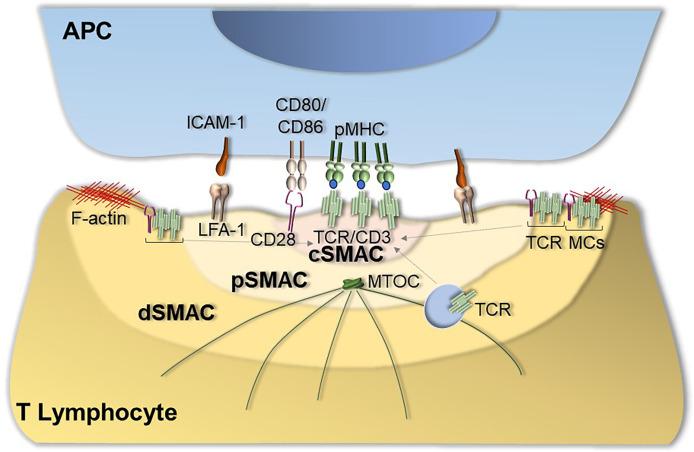 https://cdn.ncbi.nlm.nih.gov/pmc/blobs/7bb2/9325968/7d2ce201ca5e/fimmu-13-943344-g001.jpg