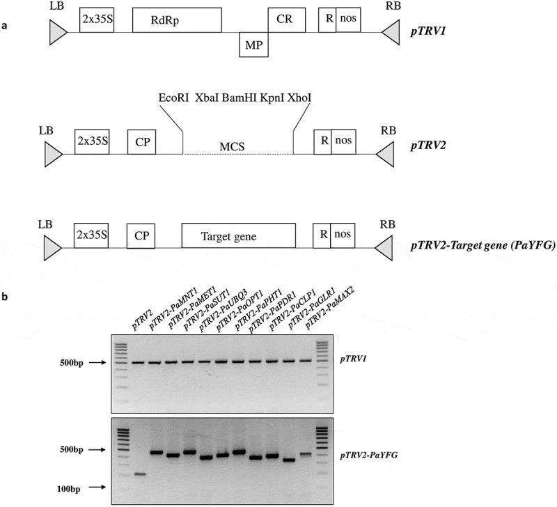 https://cdn.ncbi.nlm.nih.gov/pmc/blobs/7bb2/9704376/26e3883ceb8f/KPSB_A_2139115_F0001_B.jpg