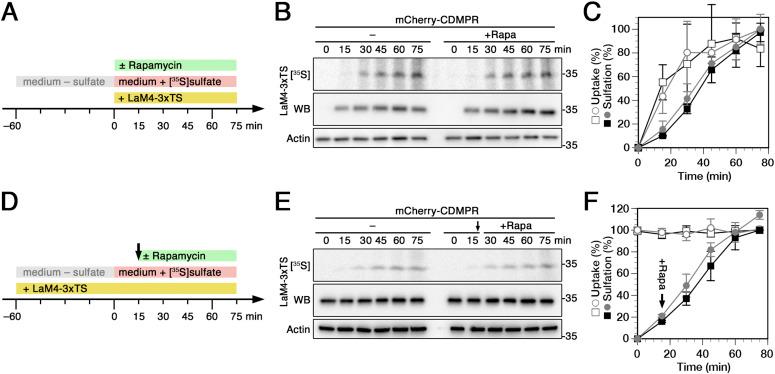 https://cdn.ncbi.nlm.nih.gov/pmc/blobs/7bb4/8961009/ae93ceab26b7/LSA-2021-01269_Fig7.jpg