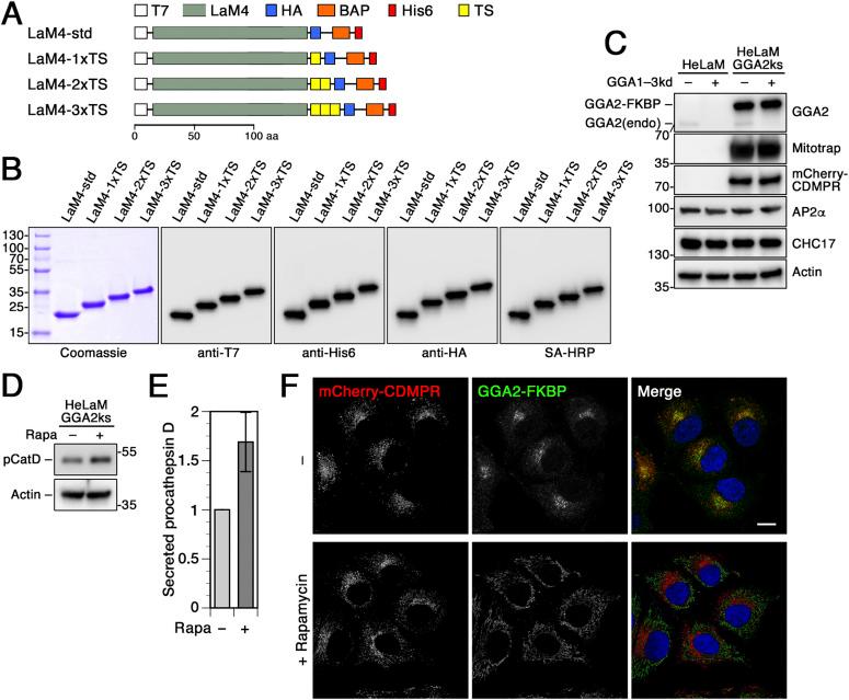 https://cdn.ncbi.nlm.nih.gov/pmc/blobs/7bb4/8961009/b49d8102c96f/LSA-2021-01269_Fig6.jpg