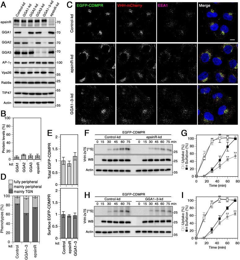 https://cdn.ncbi.nlm.nih.gov/pmc/blobs/7bb4/8961009/e8ab0d9c5750/LSA-2021-01269_Fig5.jpg