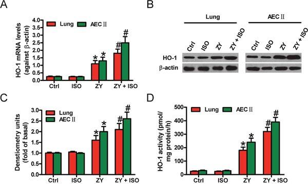 https://cdn.ncbi.nlm.nih.gov/pmc/blobs/7bb5/5589628/1303037e52e6/oncotarget-08-54889-g001.jpg