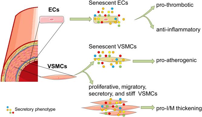 https://cdn.ncbi.nlm.nih.gov/pmc/blobs/7bb6/7439843/1ec2b5025305/VB-19-0017fig1.jpg