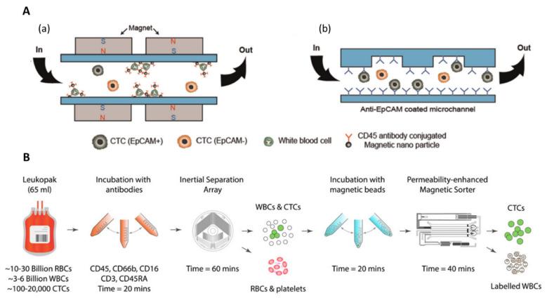 https://cdn.ncbi.nlm.nih.gov/pmc/blobs/7bb6/8875744/3bc42535e181/ijms-23-01981-g011.jpg