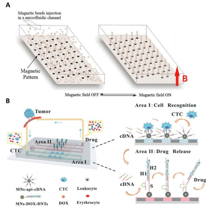 https://cdn.ncbi.nlm.nih.gov/pmc/blobs/7bb6/8875744/d5fee497e9f5/ijms-23-01981-g009.jpg