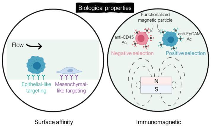 https://cdn.ncbi.nlm.nih.gov/pmc/blobs/7bb6/8875744/f88590219237/ijms-23-01981-g006.jpg