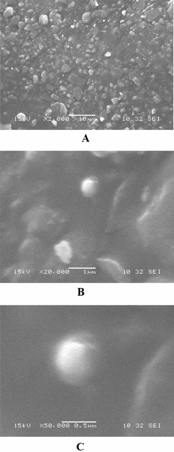 https://cdn.ncbi.nlm.nih.gov/pmc/blobs/7bb9/8110975/9b36208d3e14/41598_2021_89330_Fig4_HTML.jpg