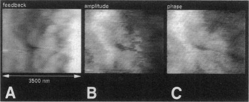https://cdn.ncbi.nlm.nih.gov/pmc/blobs/7bbc/1181120/7507909acd6f/biophysj00031-0499-a.jpg