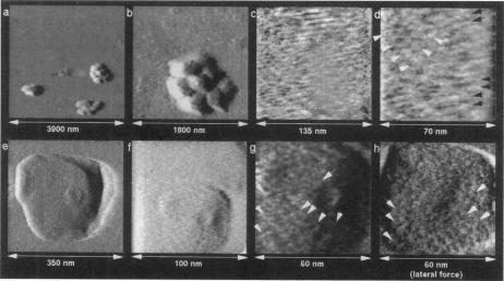 https://cdn.ncbi.nlm.nih.gov/pmc/blobs/7bbc/1181120/e415a614e1fa/biophysj00031-0493-a.jpg