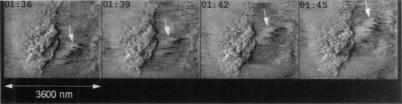 https://cdn.ncbi.nlm.nih.gov/pmc/blobs/7bbc/1181120/f6bd7d2c834c/biophysj00031-0497-a.jpg