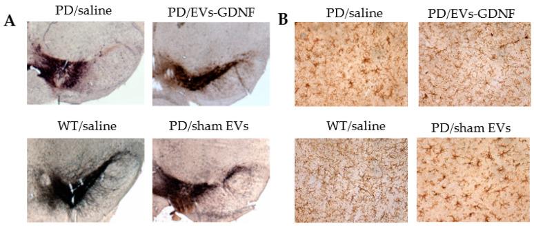 https://cdn.ncbi.nlm.nih.gov/pmc/blobs/7bbc/9222008/1acb81c9bbfb/cells-11-01933-g004.jpg