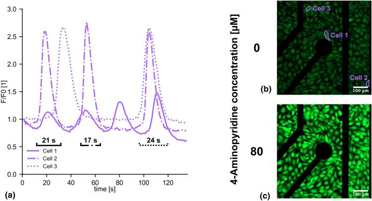 https://cdn.ncbi.nlm.nih.gov/pmc/blobs/7bbe/11219396/ee562d741312/43579_2024_554_Fig2_HTML.jpg