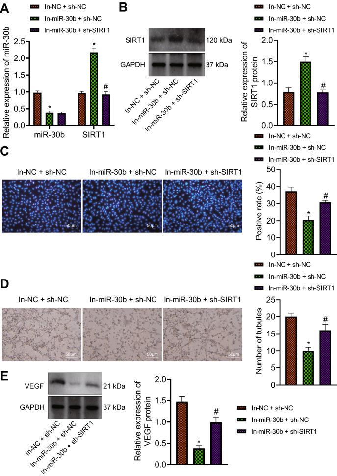 https://cdn.ncbi.nlm.nih.gov/pmc/blobs/7bbe/9738026/3138ddf84b15/13098_2022_937_Fig3_HTML.jpg