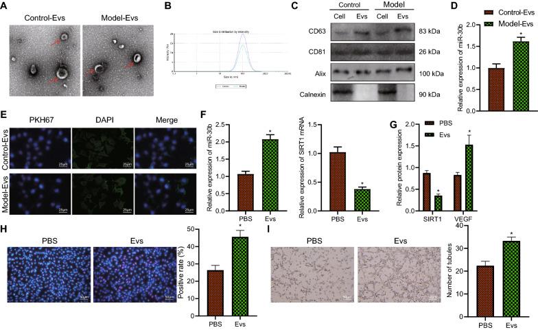 https://cdn.ncbi.nlm.nih.gov/pmc/blobs/7bbe/9738026/38b065ba2173/13098_2022_937_Fig4_HTML.jpg