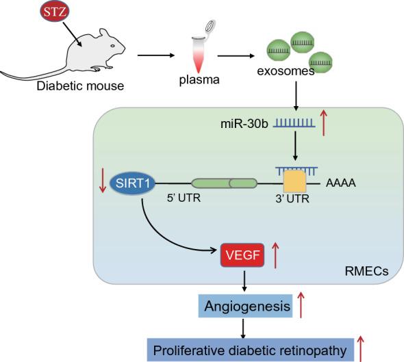 https://cdn.ncbi.nlm.nih.gov/pmc/blobs/7bbe/9738026/a1dd4b3fae71/13098_2022_937_Fig6_HTML.jpg