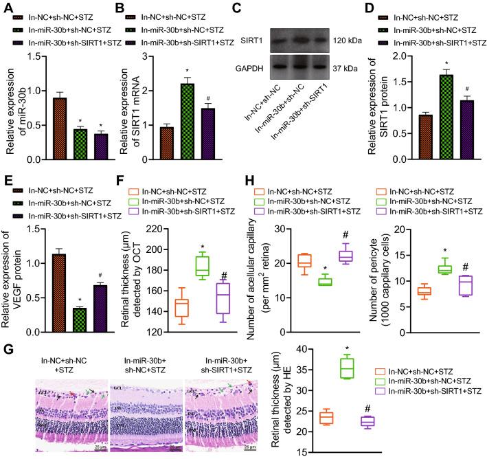 https://cdn.ncbi.nlm.nih.gov/pmc/blobs/7bbe/9738026/ac20f2db9789/13098_2022_937_Fig5_HTML.jpg