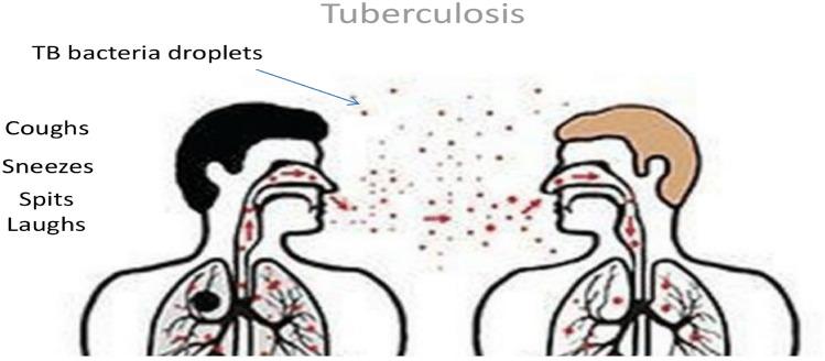 https://cdn.ncbi.nlm.nih.gov/pmc/blobs/7bc2/11637044/25518d26fcdf/41598_2024_62386_Fig1_HTML.jpg