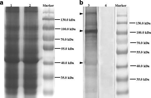https://cdn.ncbi.nlm.nih.gov/pmc/blobs/7bc2/3419666/a4093f27b98c/1756-3305-5-115-1.jpg