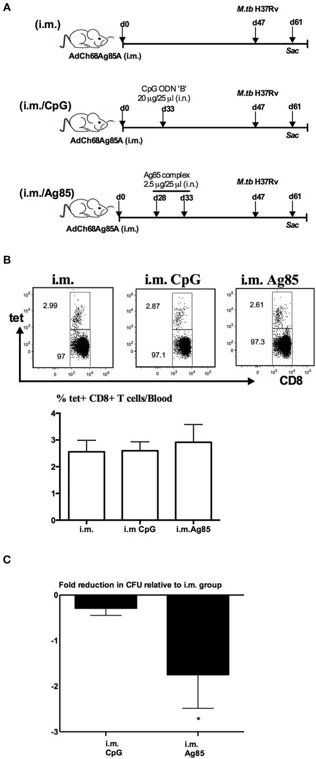 https://cdn.ncbi.nlm.nih.gov/pmc/blobs/7bc6/6747041/1cff2f53f57d/fimmu-10-02075-g0003.jpg
