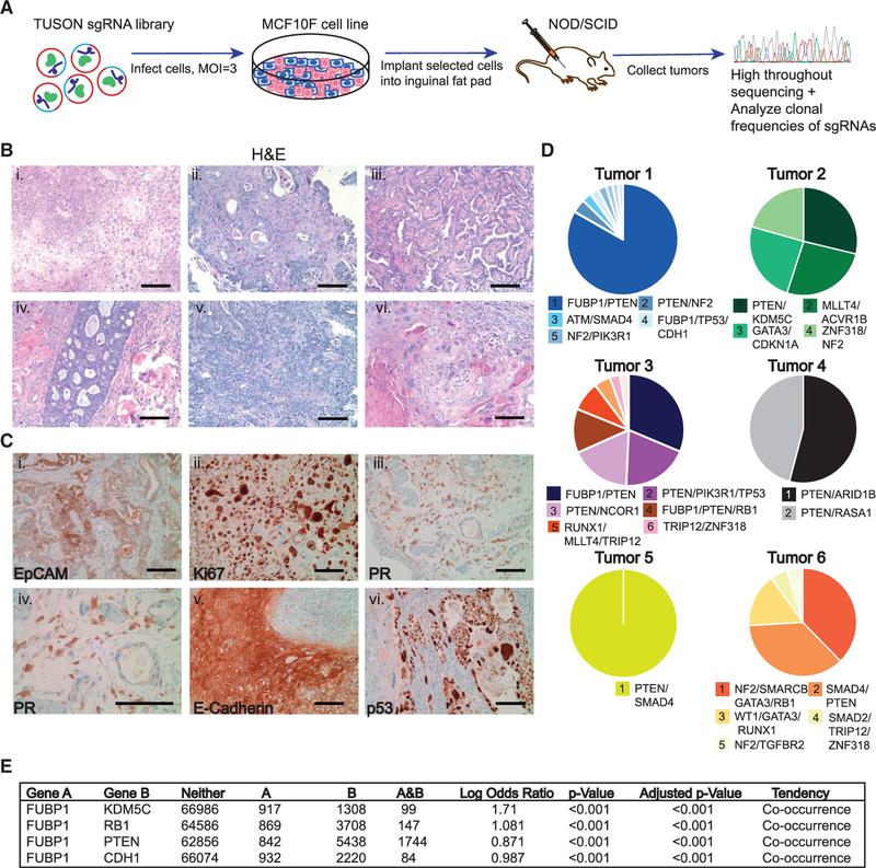 https://cdn.ncbi.nlm.nih.gov/pmc/blobs/7bc8/7297508/b58b4805e335/nihms-1543630-f0002.jpg
