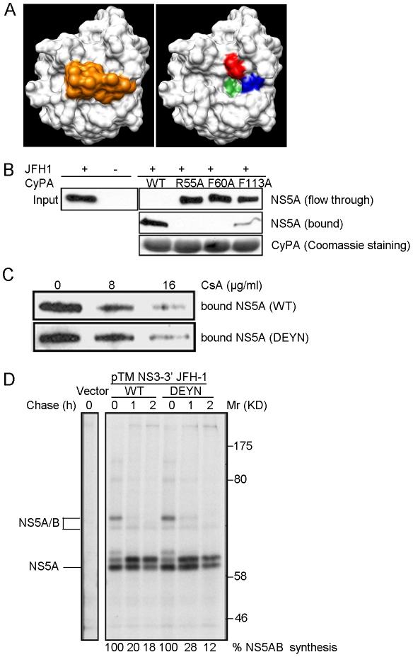 https://cdn.ncbi.nlm.nih.gov/pmc/blobs/7bc9/2944805/11601253d8da/ppat.1001118.g004.jpg