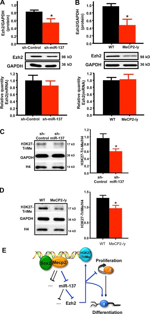 https://cdn.ncbi.nlm.nih.gov/pmc/blobs/7bcb/2854370/45791ad0b5b0/JCB_200908151_RGB_Fig7.jpg