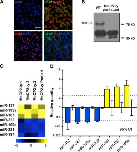 https://cdn.ncbi.nlm.nih.gov/pmc/blobs/7bcb/2854370/89a5bc605c35/JCB_200908151_RGB_Fig1.jpg