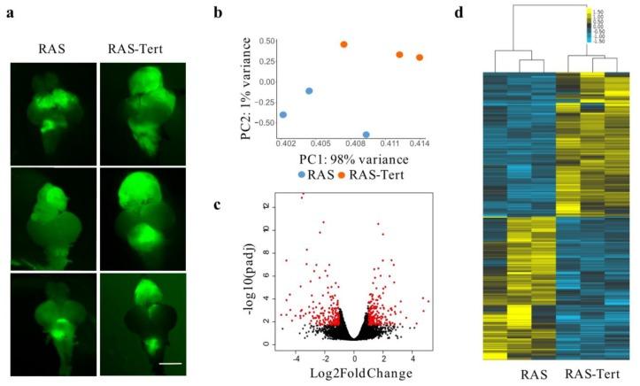 https://cdn.ncbi.nlm.nih.gov/pmc/blobs/7bcd/7226177/a09fff32609e/cancers-12-01028-g001a.jpg