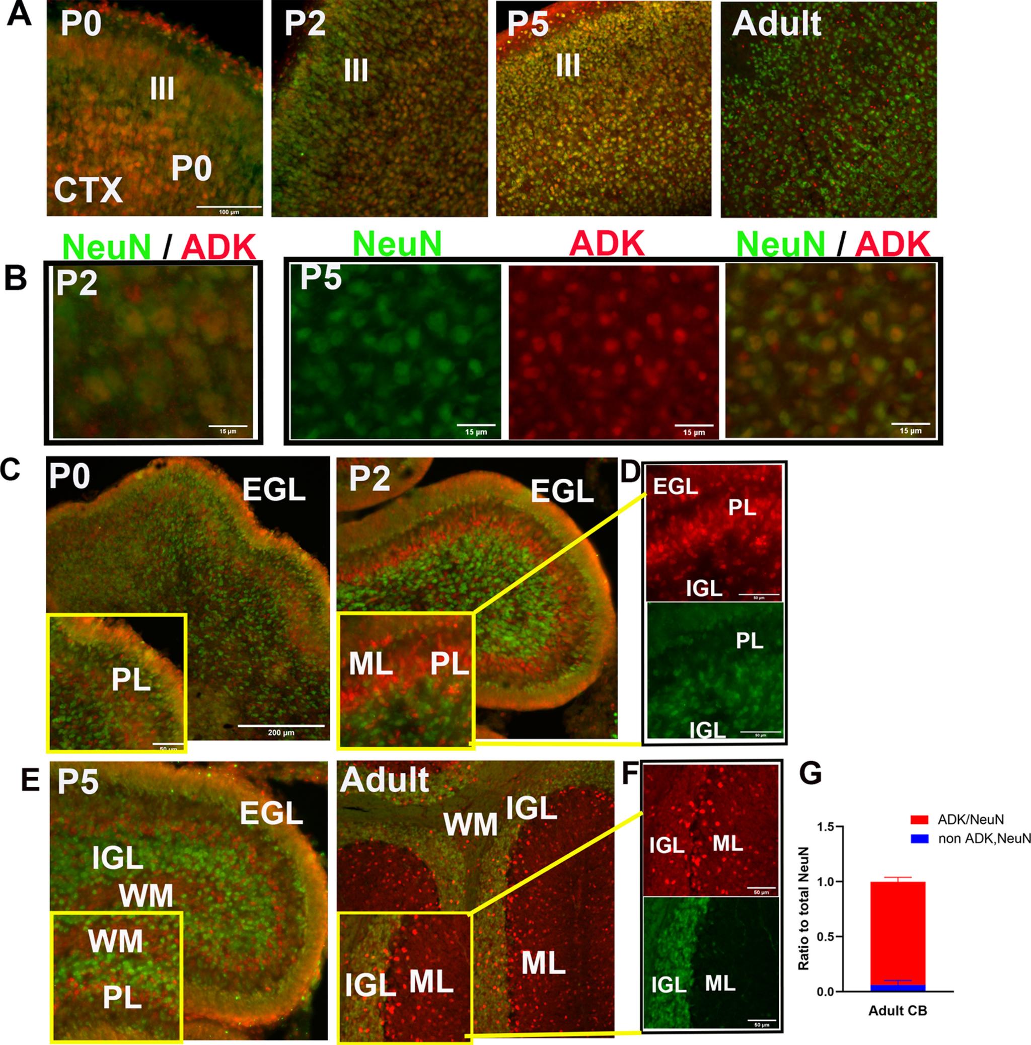 https://cdn.ncbi.nlm.nih.gov/pmc/blobs/7bd2/8174006/11bc2c3dea0f/ENEURO.0011-21.2021_f007.jpg