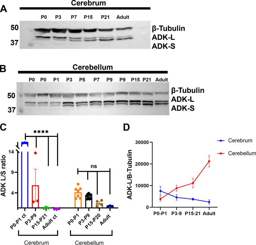 https://cdn.ncbi.nlm.nih.gov/pmc/blobs/7bd2/8174006/9c8147ebd78c/ENEURO.0011-21.2021_f002.jpg