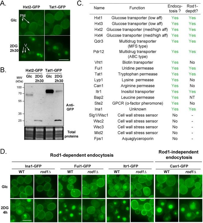 https://cdn.ncbi.nlm.nih.gov/pmc/blobs/7bd2/9398028/6dabc9691640/pgen.1010169.g001.jpg
