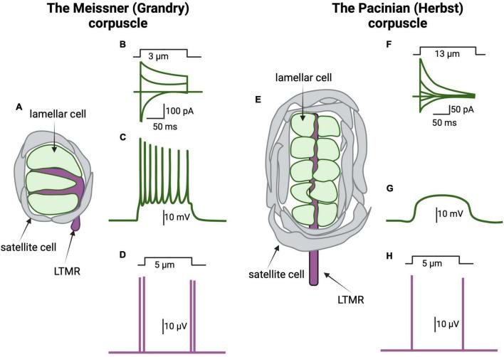https://cdn.ncbi.nlm.nih.gov/pmc/blobs/7bdb/10904576/1a2e293b385c/fncel-18-1367476-g003.jpg