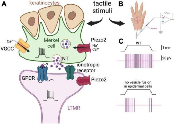 https://cdn.ncbi.nlm.nih.gov/pmc/blobs/7bdb/10904576/3c1d0092576d/fncel-18-1367476-g001.jpg