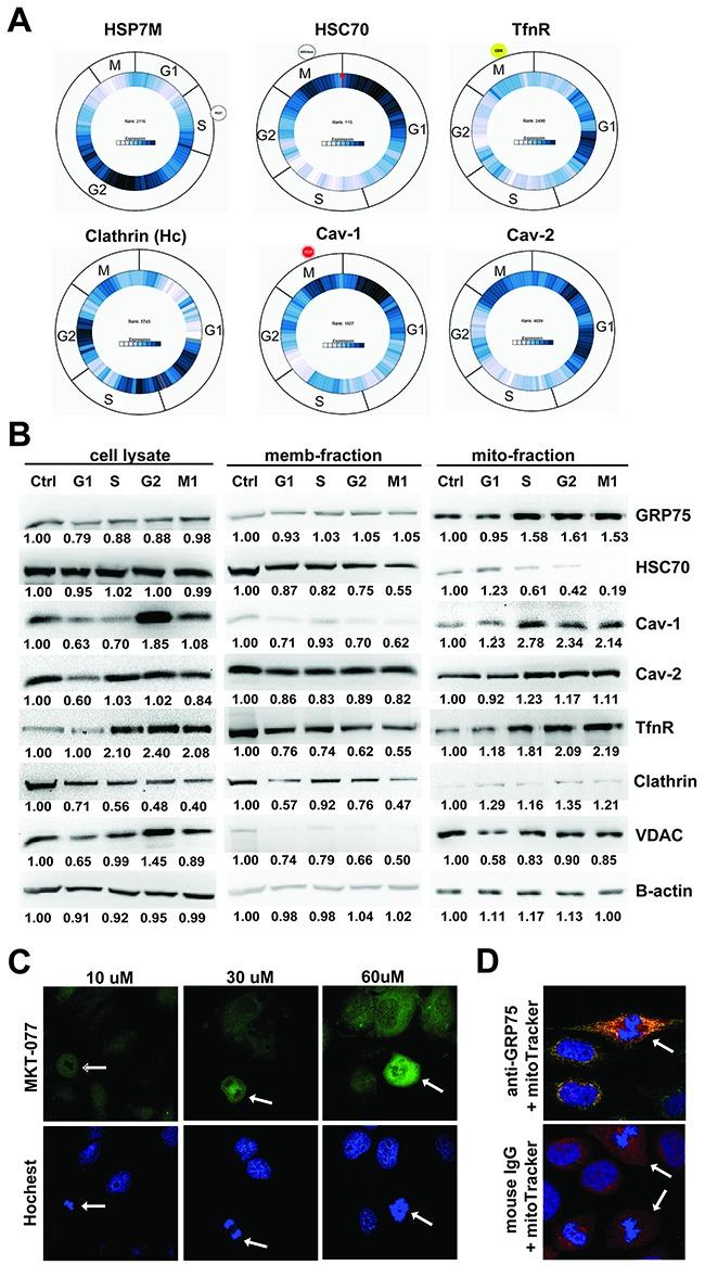 https://cdn.ncbi.nlm.nih.gov/pmc/blobs/7be0/5601673/25342a15846f/oncotarget-08-58536-g002.jpg